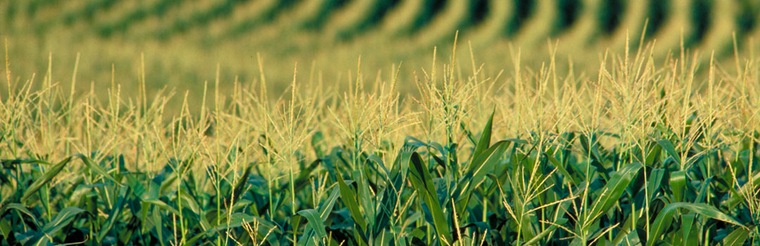 agricultura-consultanta-